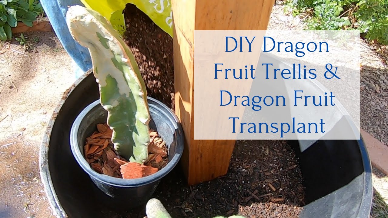 DIY Dragon Fruit Trellis & Transplanting Dragon Fruit YouTube
