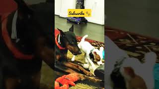 Jack Russell U0026 Doberman Besties shorts