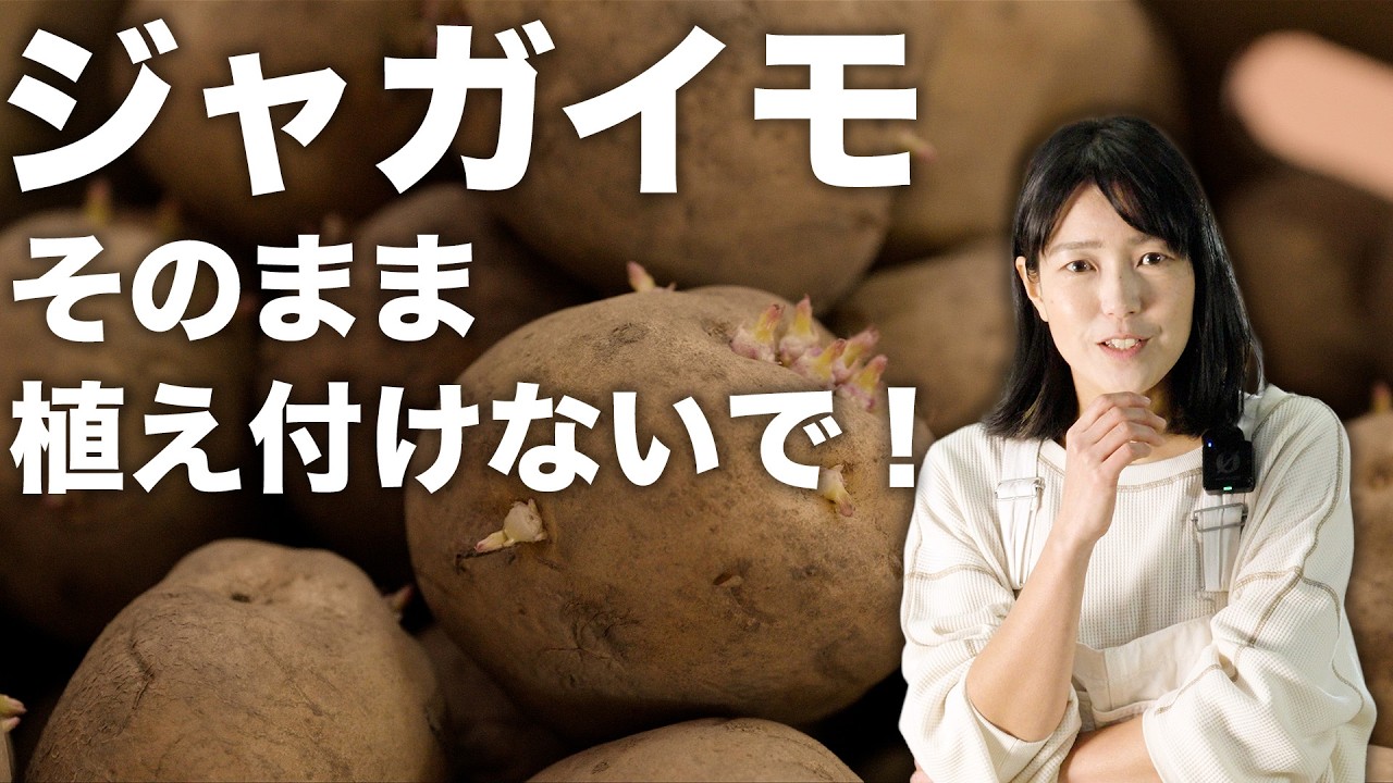 ジャガイモの植え付け方【切り方編】