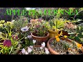 February small space garden tour  uplifting flowers and joyful sense of anticipation