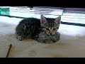 子猫に新しいおもちゃを与えたらめちゃめちゃ威嚇してきた