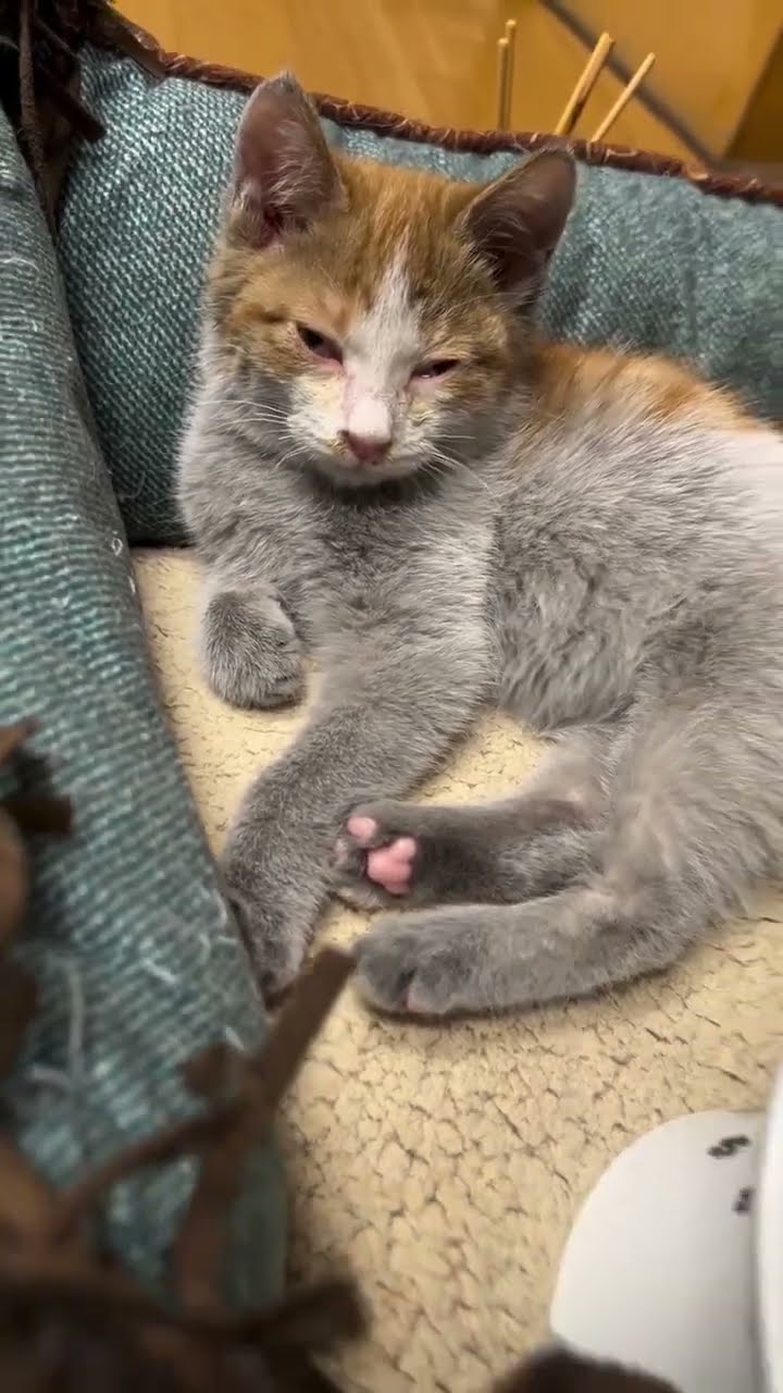 C magnifique vidéo chat nature oronge