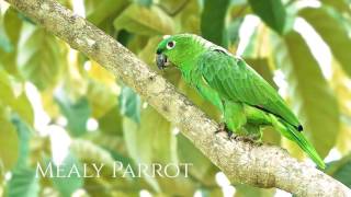 Lookout Bird Video Ad 720P