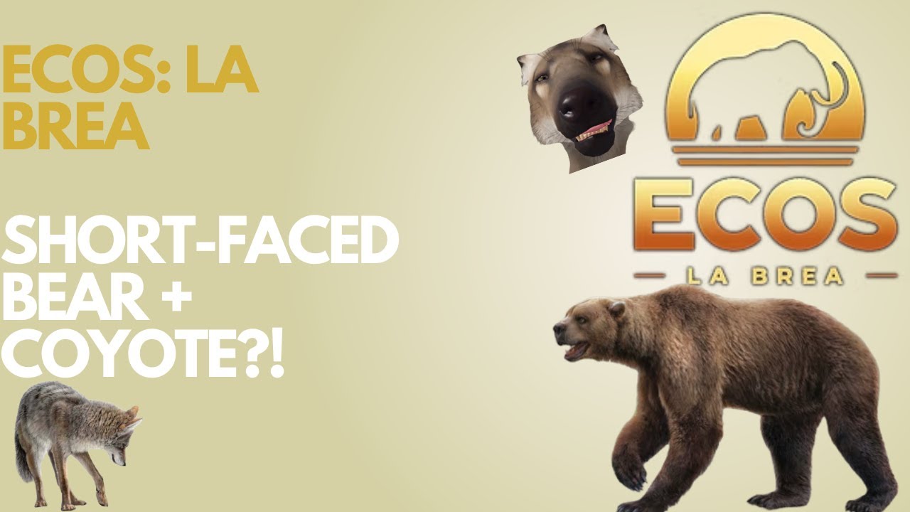 Ecos: La Brea🐺(SHORT-FACED BEAR + COYOTE?!)🐻