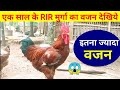 😱एक साल के RIR मुर्गा का वजन देखिये(RIR farming)