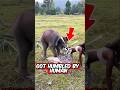 You Won’t Believe How Humans HUMBLE These Wild Animals… #1 Is Insane 😳