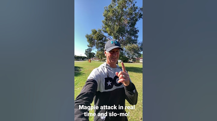 Magpie attack in Australia