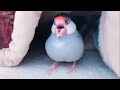 眠気と戦う門番文鳥 あずき Java sparrow