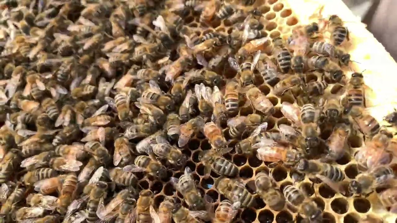 تجربة محاكاة خلايا النحل بالطبيعية