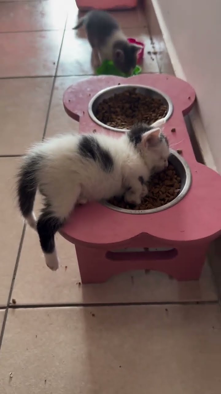 Funny  cats #cat #cute #funny #catlover #cutecat #thekindoflovewemake