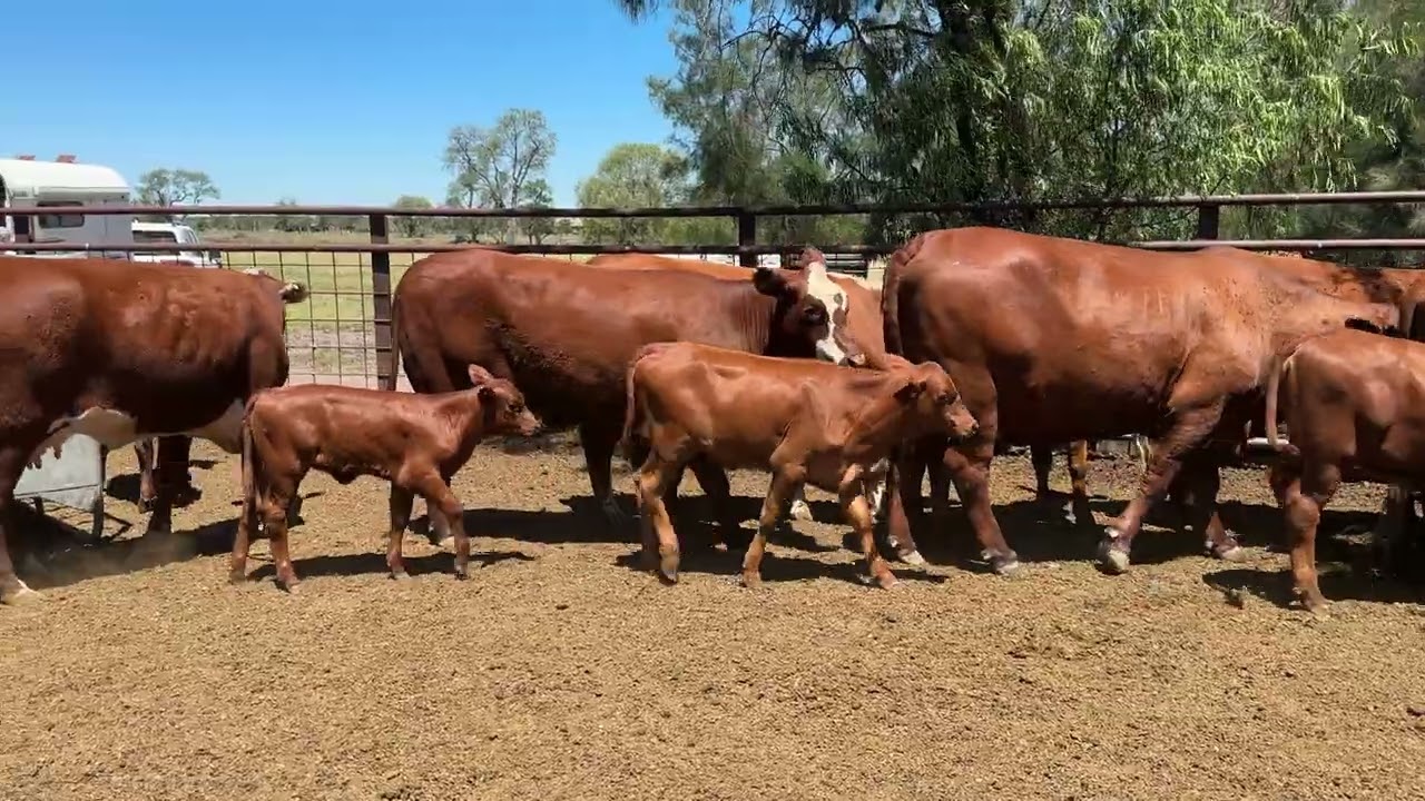 13 x 13 Santa/Poll Hereford First Calf Heifers AVG 557kg