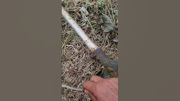 Chọn cước cắt cỏ