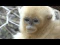 Rare Snub-nosed Monkey Population Thrives in Northwest China