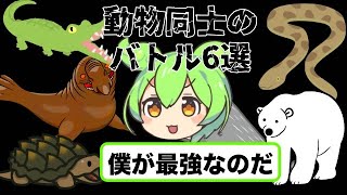 動物同士のバトル6選！最強の生物は誰だ!?【ホッキョクグマ・ヒクイドリ・クラゲ・マッコウクジラ・ワニガメ・オオアナコンダ・ゾウアザラシ・ダイオウイカ・ワニ】（ずんだもん×ゆっくり解説）