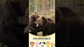 Bear Grizzly Fight