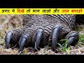 अगर ये जानवर दिखे तो भाग जाओ और जान बचाओ | Most Powerful and Largest Lizard Komodo Dragon