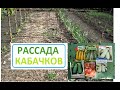 КАБАЧКИ  Посев семян в парник, для подстраховки