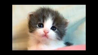 В поисках КОТЕНКА Майнкрафт (Слоны, Кабанчики, Птички) В поисках КОТЕНКА Майнкрафт (Слоны, Кабанчики, Птички)
