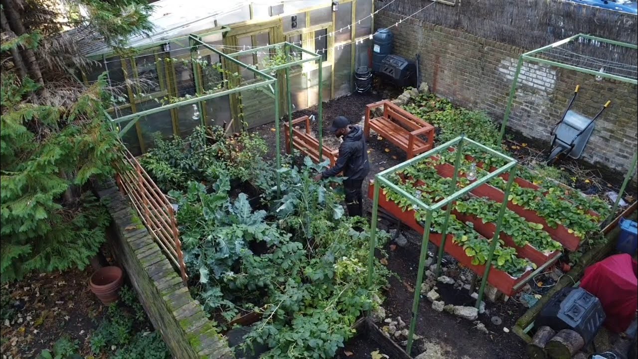 Do Sweet Potatoes Grow Better Indoors Or Outdoors?? Lets Find Out YouTube