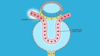 Glomerular Filtration: Role of Afferent and Efferent Resistance on GFR