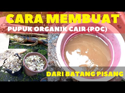 Cara Membuat Poc Dari Bonggol Pisang