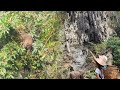 Grandfather and granddaughter dig cassava and jackfruit together  on the way they meet gibbons