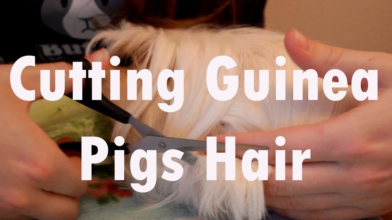 Cutting Guinea Pigs Hair YouTube