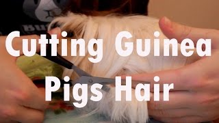 Cutting Guinea Pigs Hair