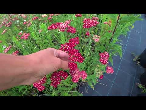 Video: Dekorativ Yarrow