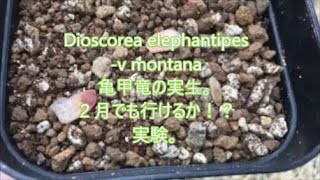 Dioscorea elephantipes（亀甲竜）の実生。観察記録①