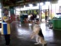 Malaybalay city jailk9 dog german shepherd double coated