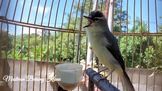 Masteran Burung Opior JAmbul Full isian Ampuh Bikin Burung Cepat gacor 60