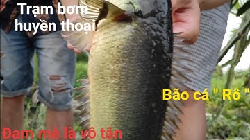 #cauca#đammelavotan# Bão Cá Rô Đồng khu vực Trạm Bơm Huyền Thoại