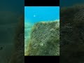 Il richiamo perfetto 👇👇👇 scopri il video completo 🐟🐟🐟#pescasub #spearfishing #apnea #fyp #neiperte