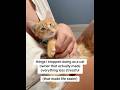 things i stopped doing as a cat owner 😭🥹❤️#catsoftiktok #cattok #pacagen #catallergy #ad #cat