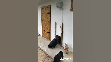 Arduino Chicken coop Door