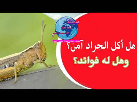 مجلة عالم سيدتي هل أكل الجراد آمن وهل له فوائد