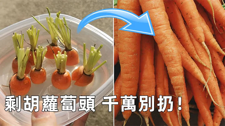 🥕Regrow Carrots from scraps🥕 用吃剩的红萝卜头种胡萝卜🥕 - 天天要闻