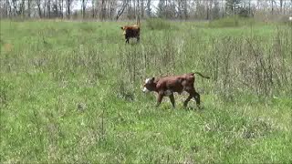 Abandoned Calf Reunited with Mama