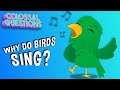 Birds Singing in the Morning Quiz