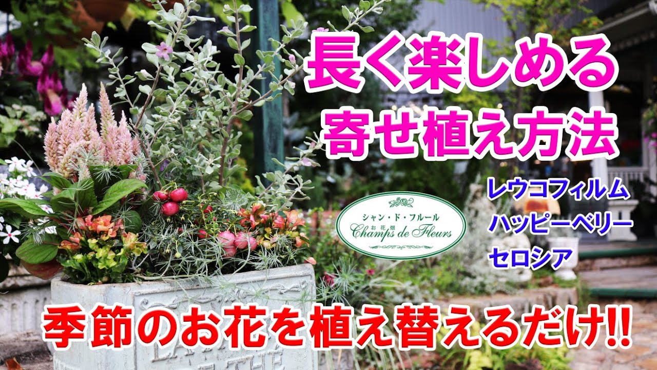 簡単・長持ち！寄せ植えのやり方】レウコフィルム ハッピーベリー