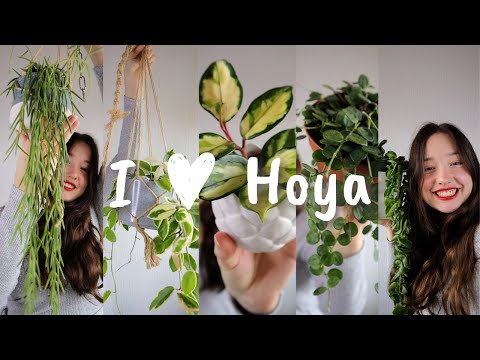 My Hoya Collection Tour Beginner - Intermediate