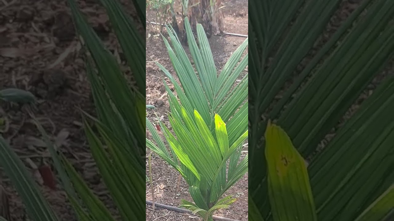 Kollegal near 13 km .total 19.70 cents.for acre 35 laks.contect no 7676954248 janaral poprty 