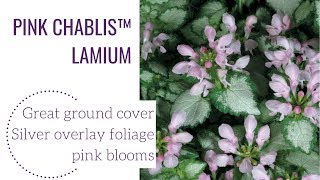Lamium Pink Cheblis .Gardencrossings