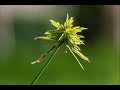Timescape - Nikon D750, 105mm f/2.8G IF-ED Macro