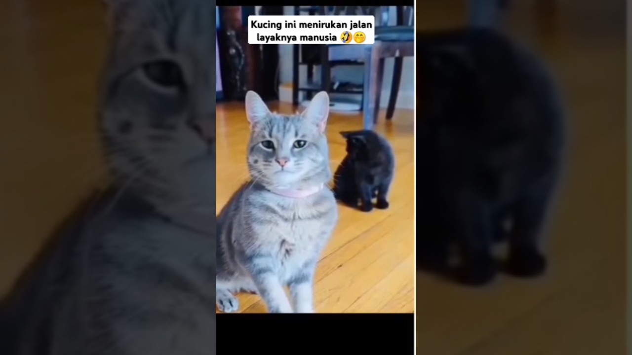 kucing lucu menirukan jalan layaknya manusia😌🤣#cat #shortvideo