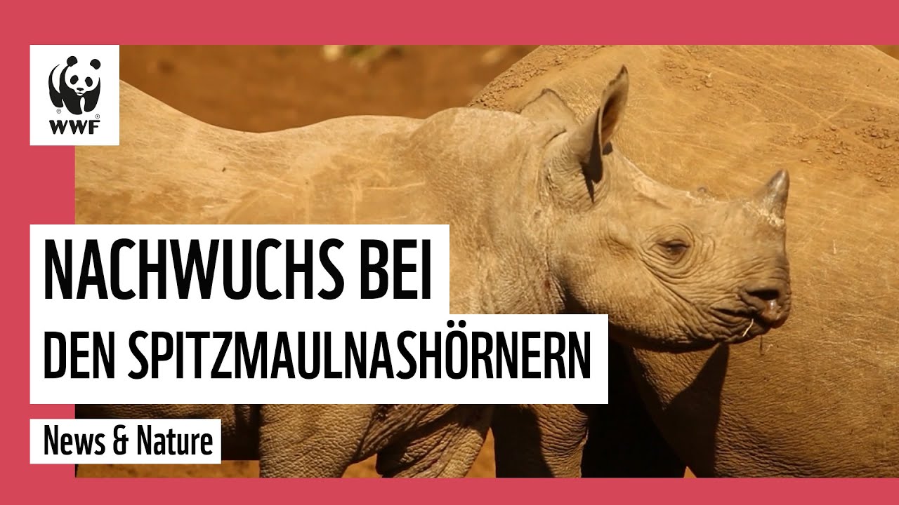 Super Nashorn News Nachwuchs Und Weniger Wilderei Wwf Deutschland Option Deutschland