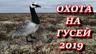 ВЕСНОВКА 2019 ОХОТА НА ГУСЕЙ 2019