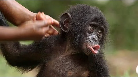 Preview: Bonobos