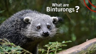What are Binturongs?